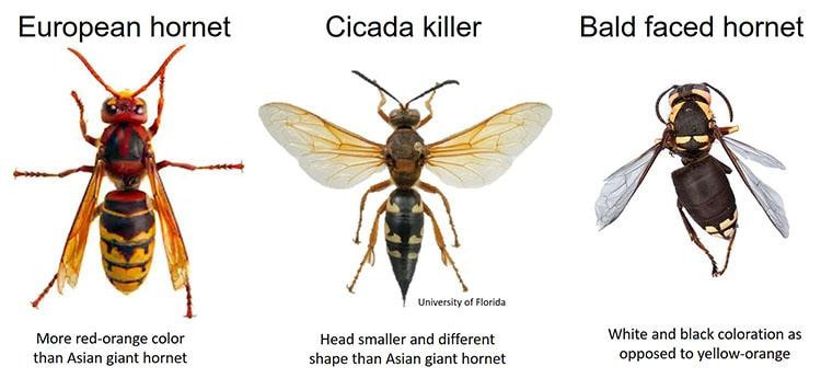 Uk Entomologist Offers Information About The “murder Hornet” The Edmonson Voice
